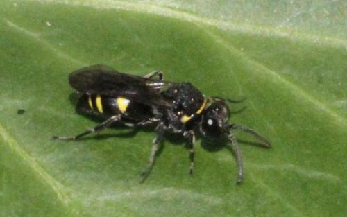 Nysson sp.